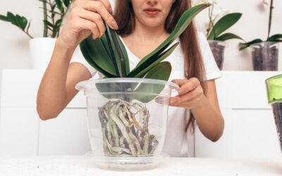 Jak długo można przechowywać aloes w domu?