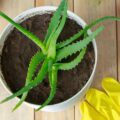 Aloes leczniczy jak stosować na co dzień?