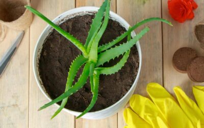Aloes leczniczy jak stosować na co dzień?