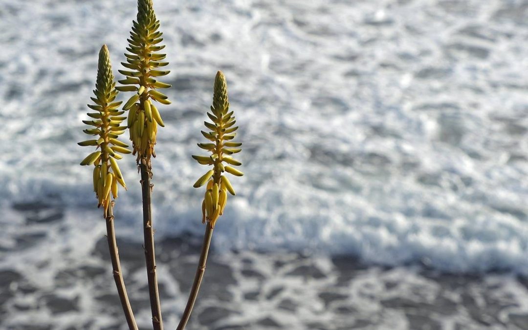 Jak działa aloes na skórę i kiedy warto go stosować?