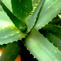 Żel aloes na twarz jak stosować żeby cieszyć się zdrową skórą?
