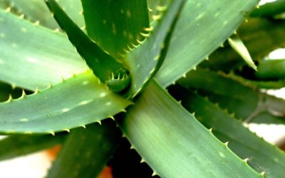 Żel aloes na twarz jak stosować żeby cieszyć się zdrową skórą?
